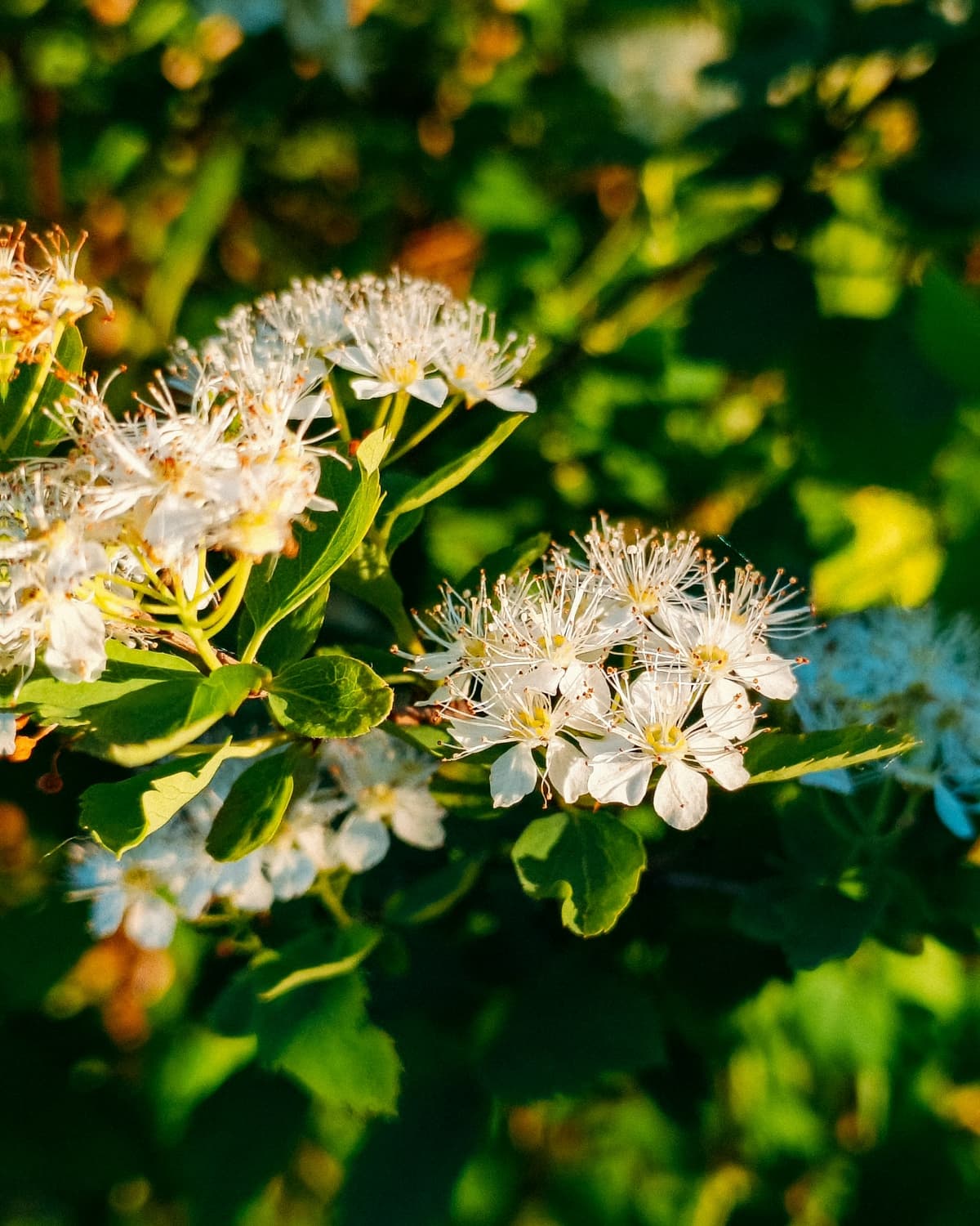 image_1782482591503.jpg