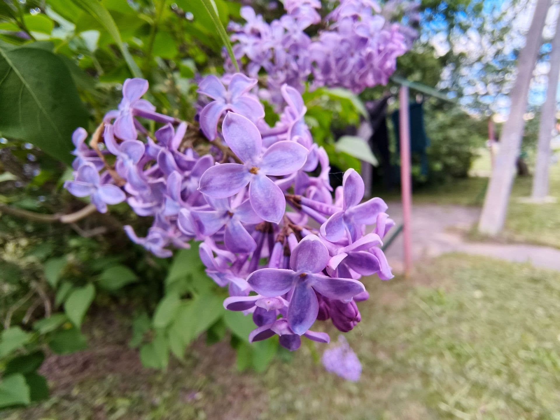 large_image_1748024248430.jpg