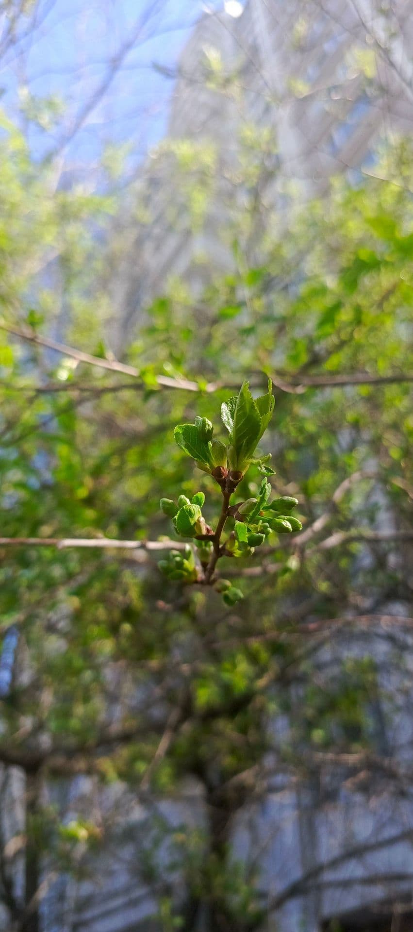 large_image_1752163491629.jpg