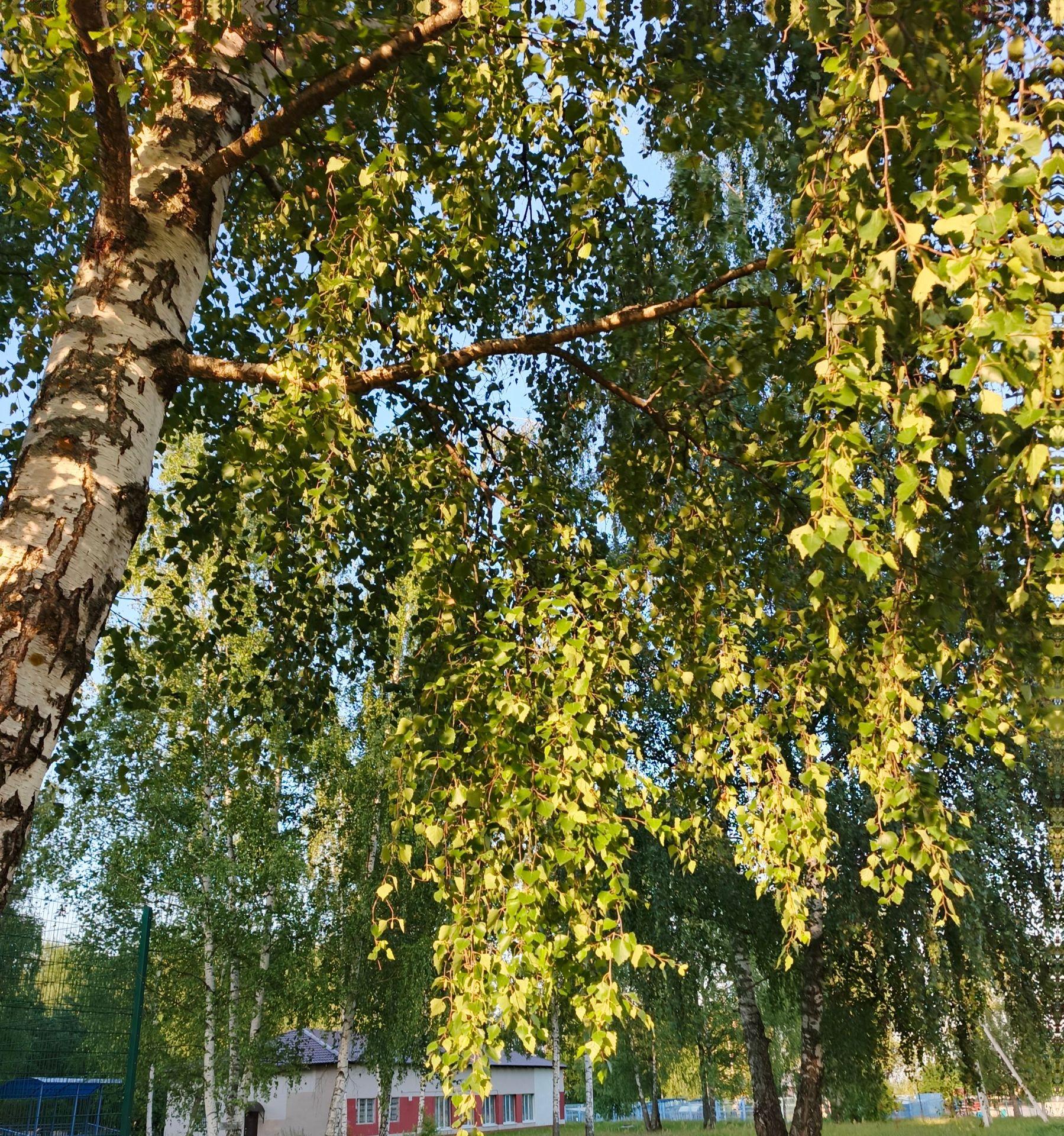 large_image_1752576258704.jpg