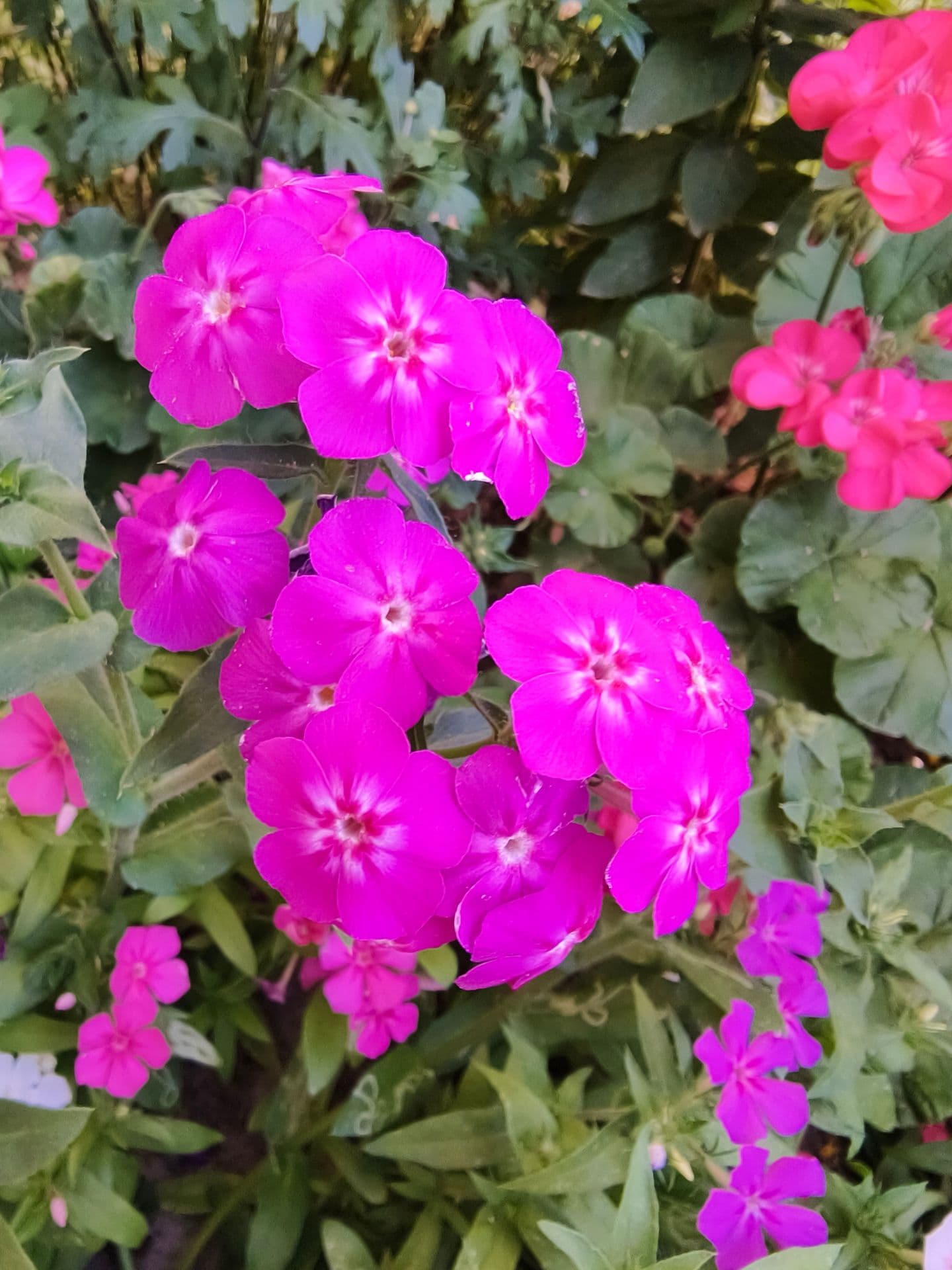 large_image_1752734787838.jpg