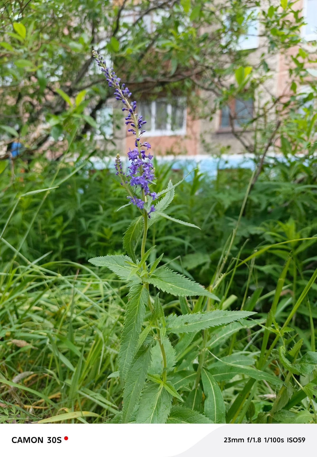 large_image_1752757115108.jpg