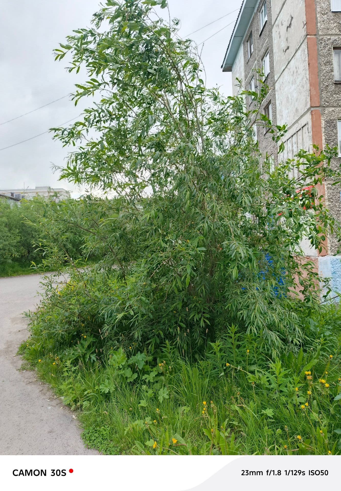 large_image_1752757115122.jpg