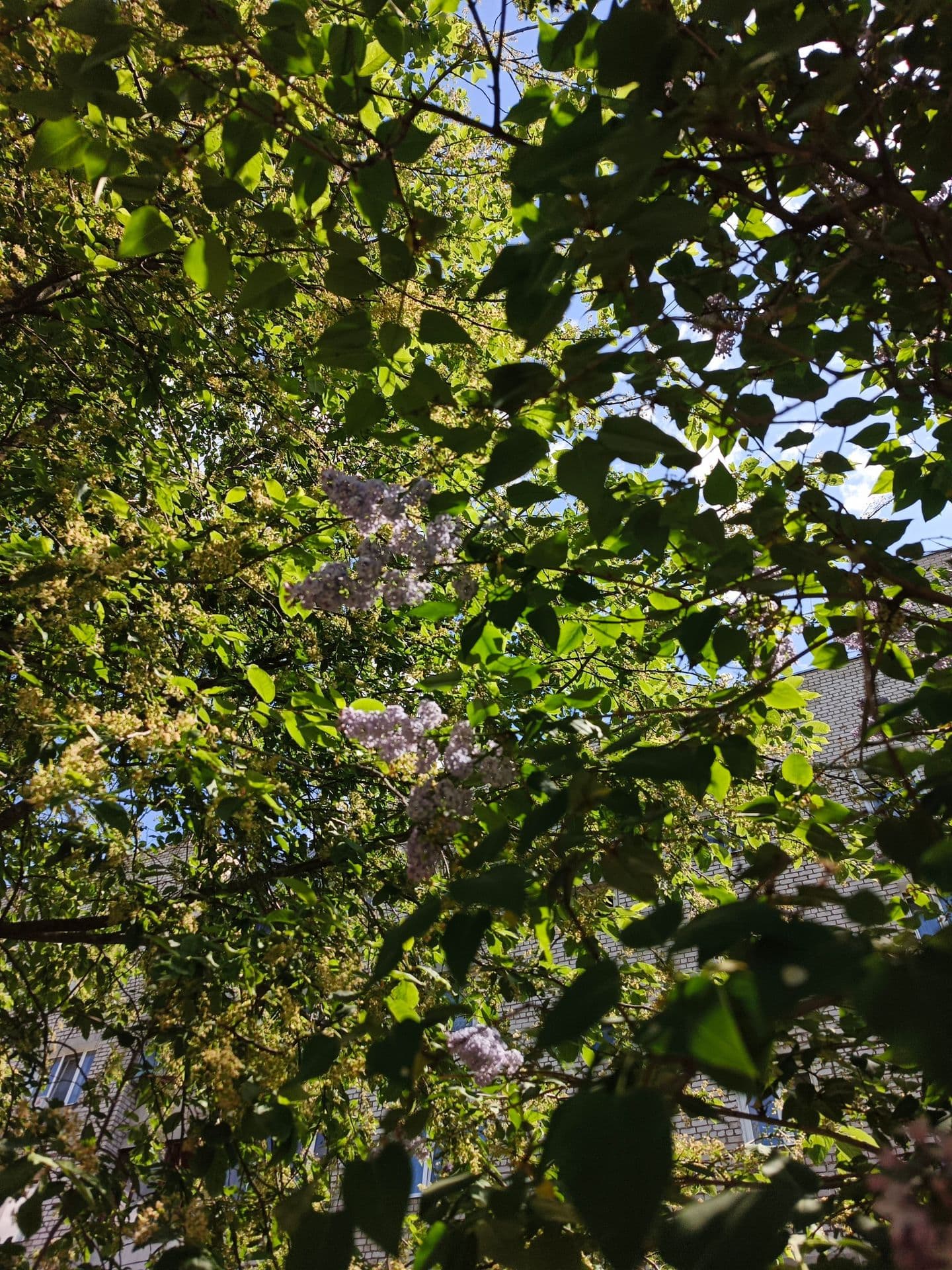 large_image_1752940512694.jpg