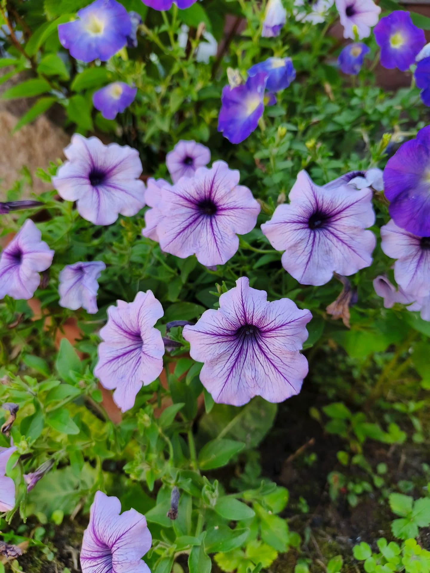large_image_1753598599815.jpg
