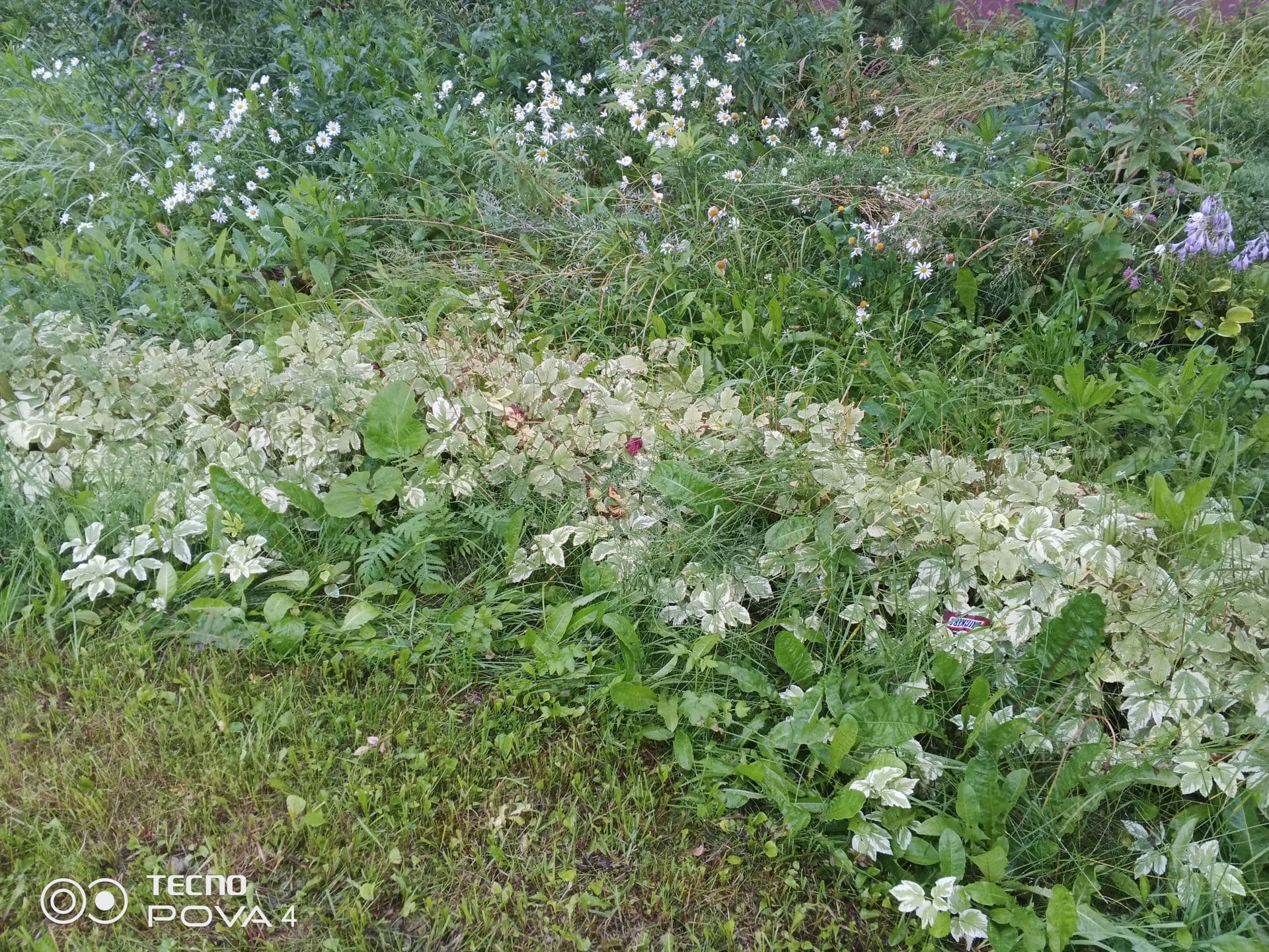 large_image_1753630763558.jpg