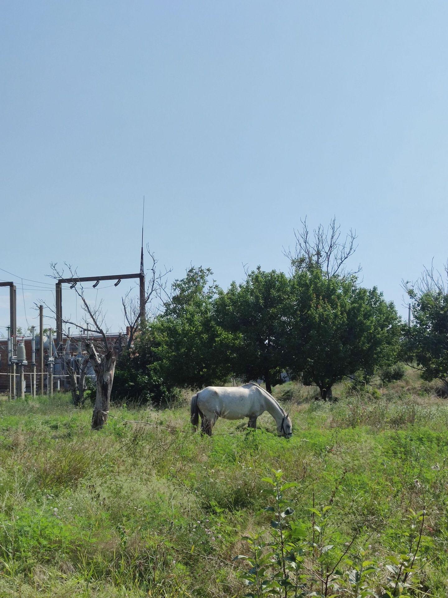 large_image_1754113650595.jpg