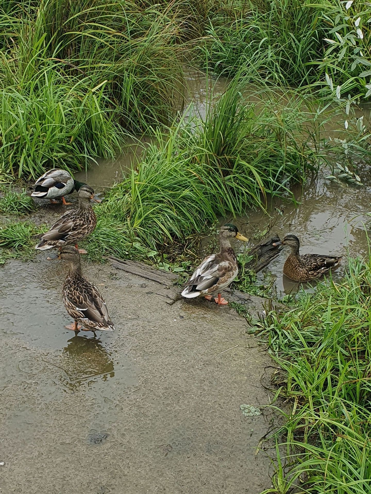 large_image_1754442506170.jpg