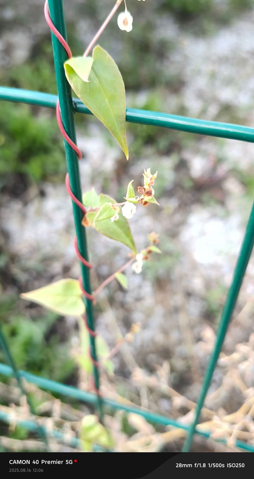 large_image_1755328504707.jpg