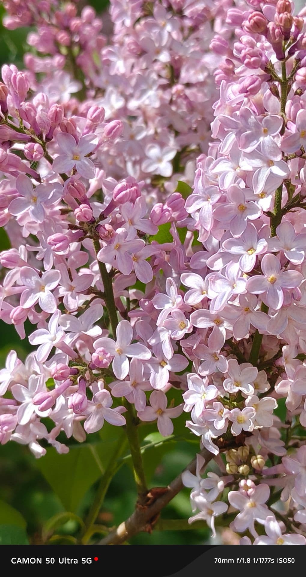 large_image_1778923977466.jpg