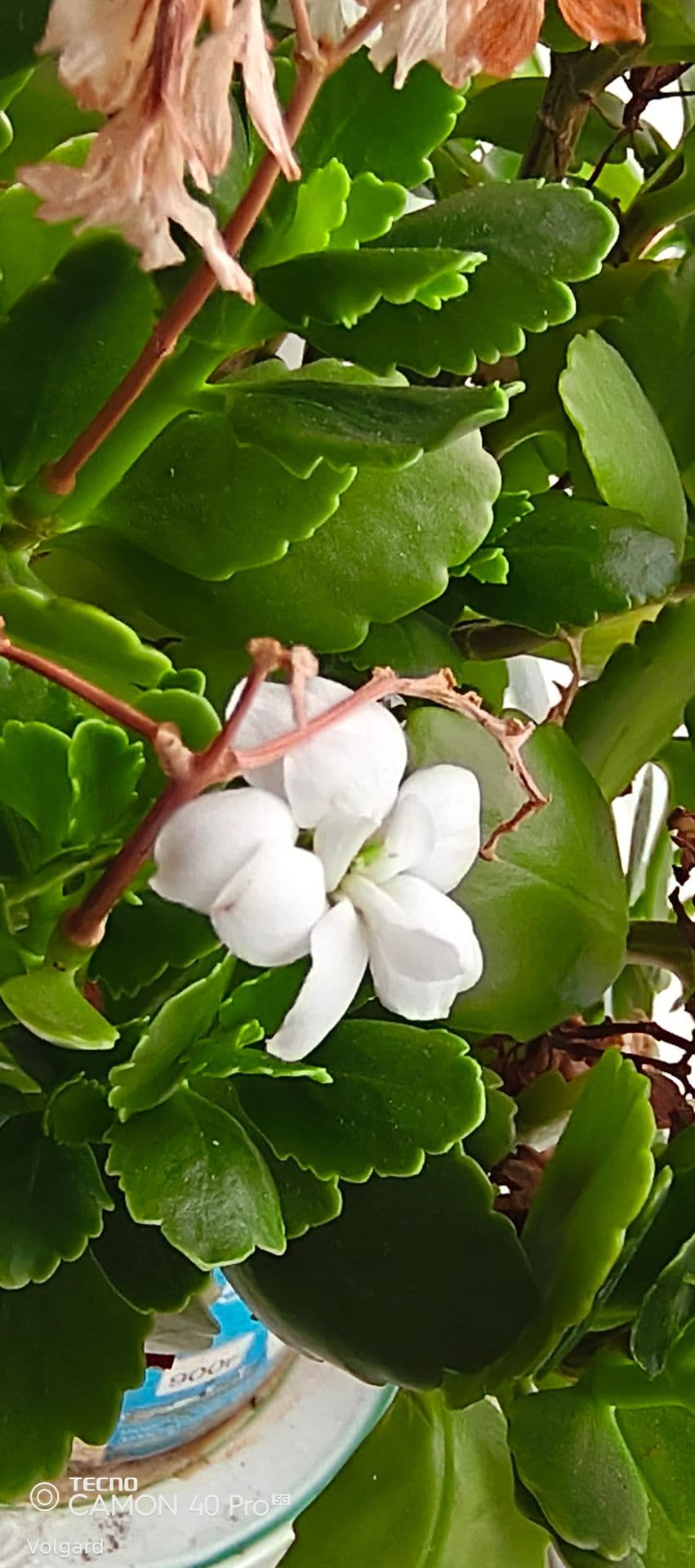 large_image_1779959082275.jpg