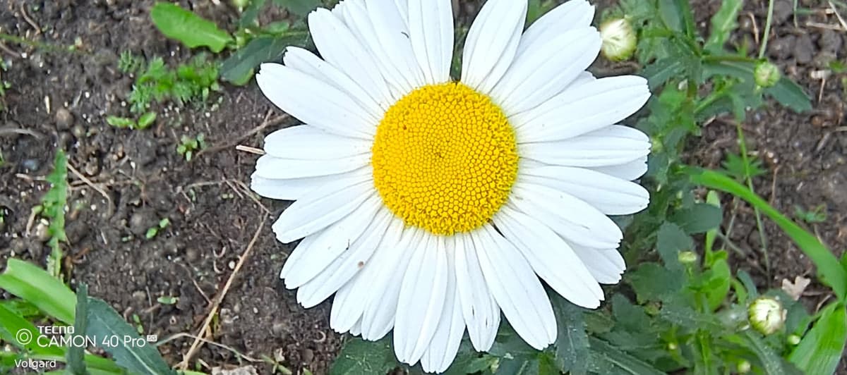 large_image_1780384313528.jpg