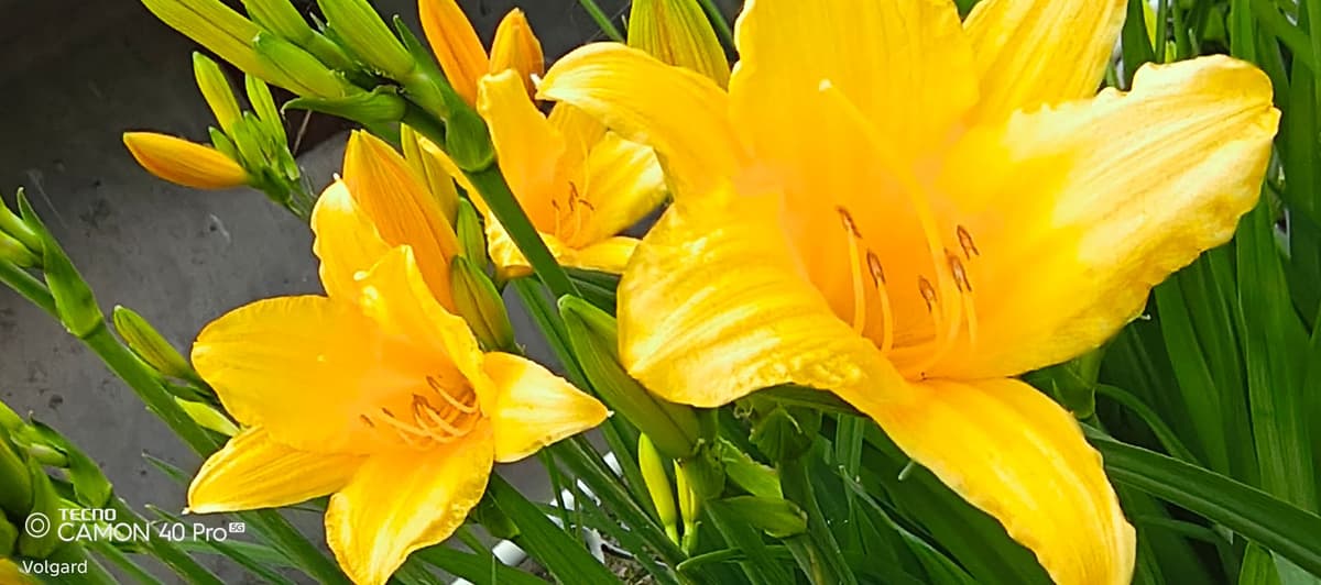 large_image_1780384373538.jpg