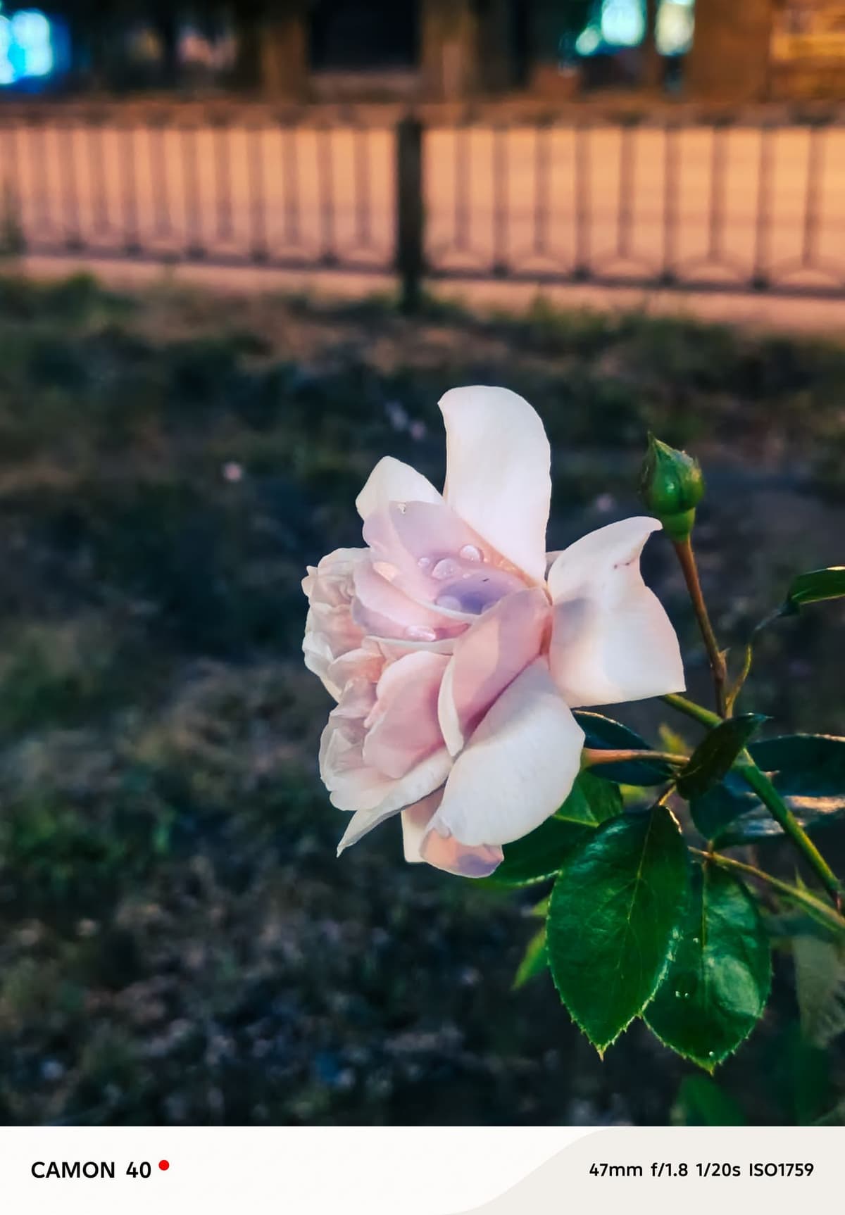 large_image_1780426765643.jpg