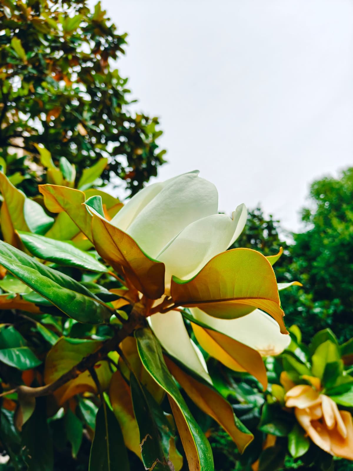 large_image_1781436793497.jpg
