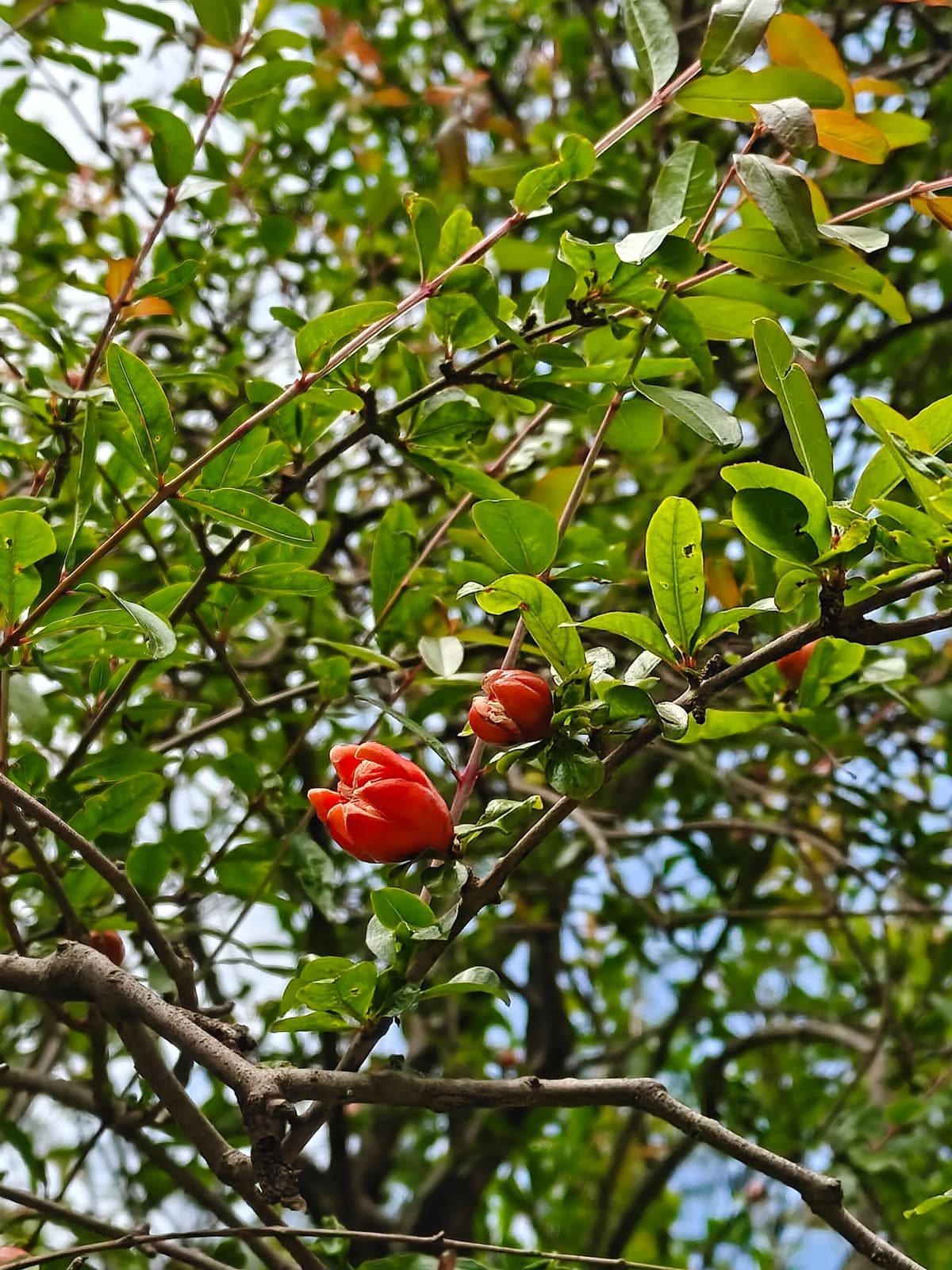 large_image_1781940591402.jpg