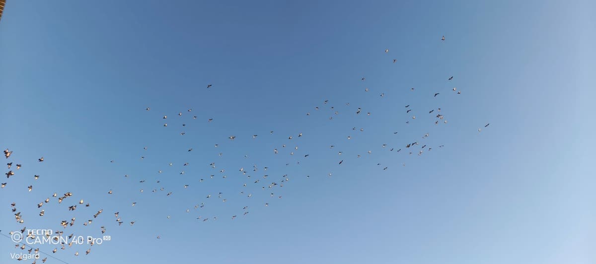 large_image_1788242025404.jpg