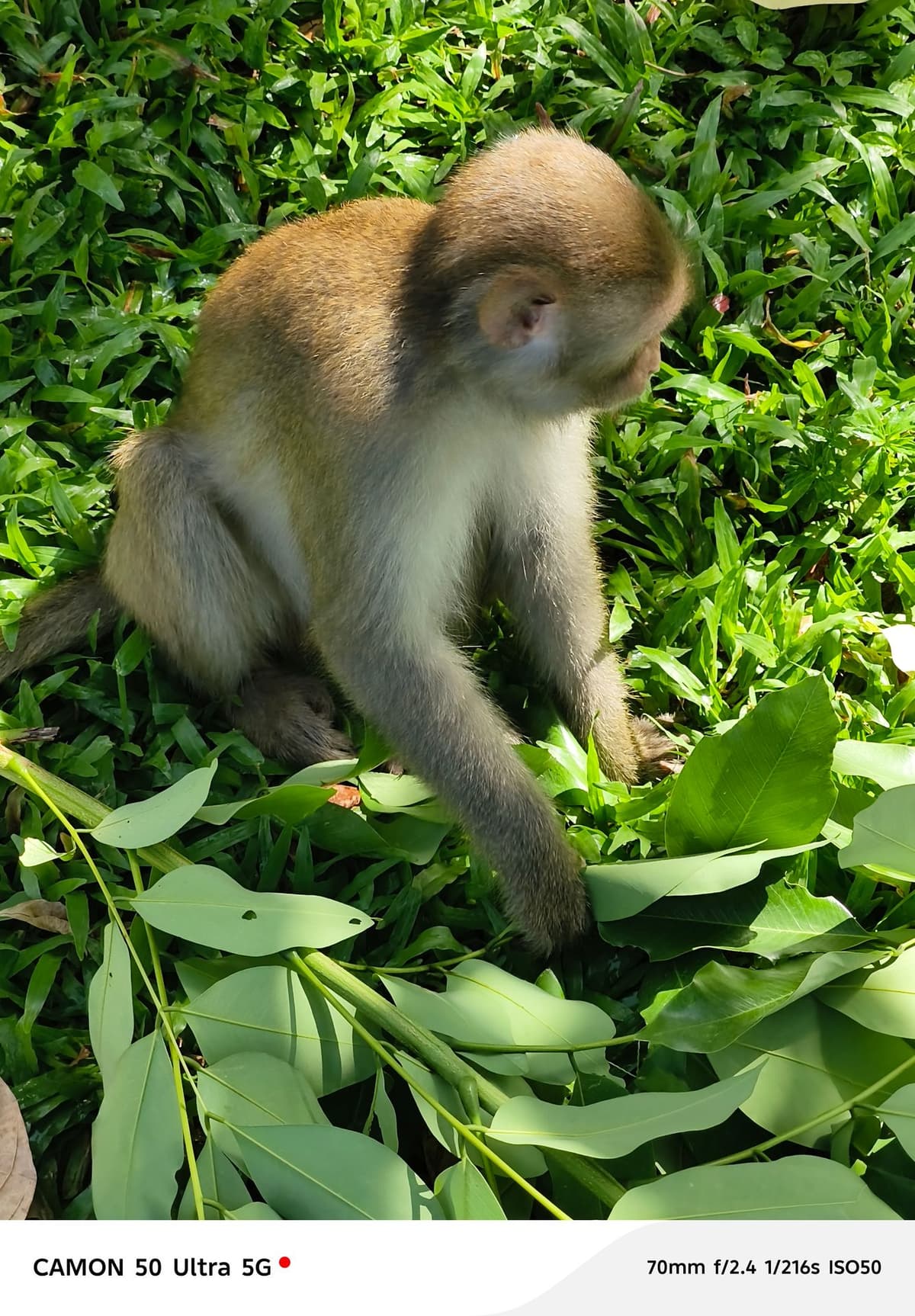 large_image_1788712334413.jpg