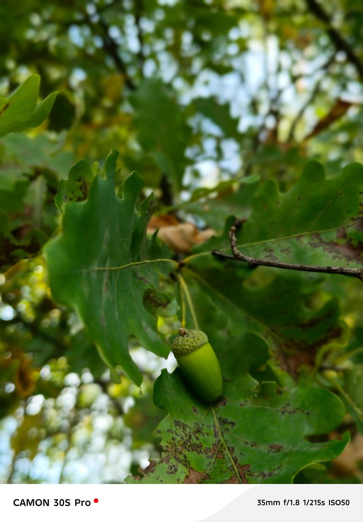 large_image_1788799876660.jpg