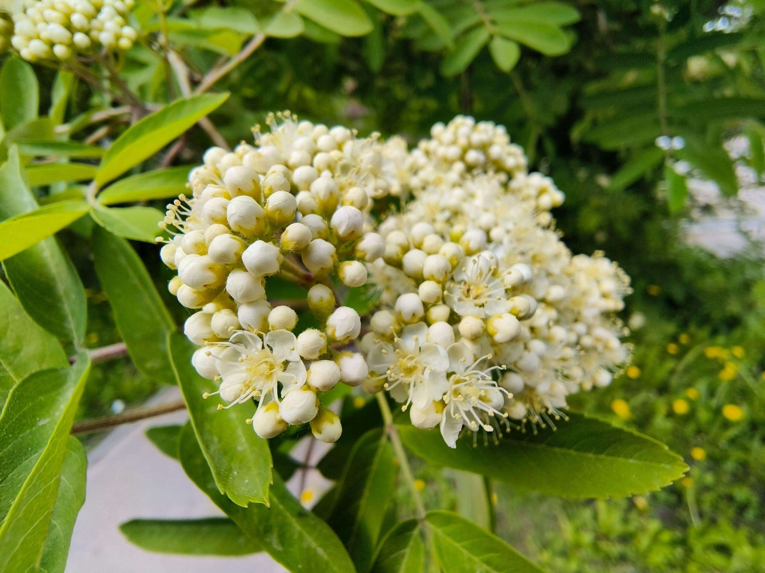 xlarge_image_1747501430271.jpg