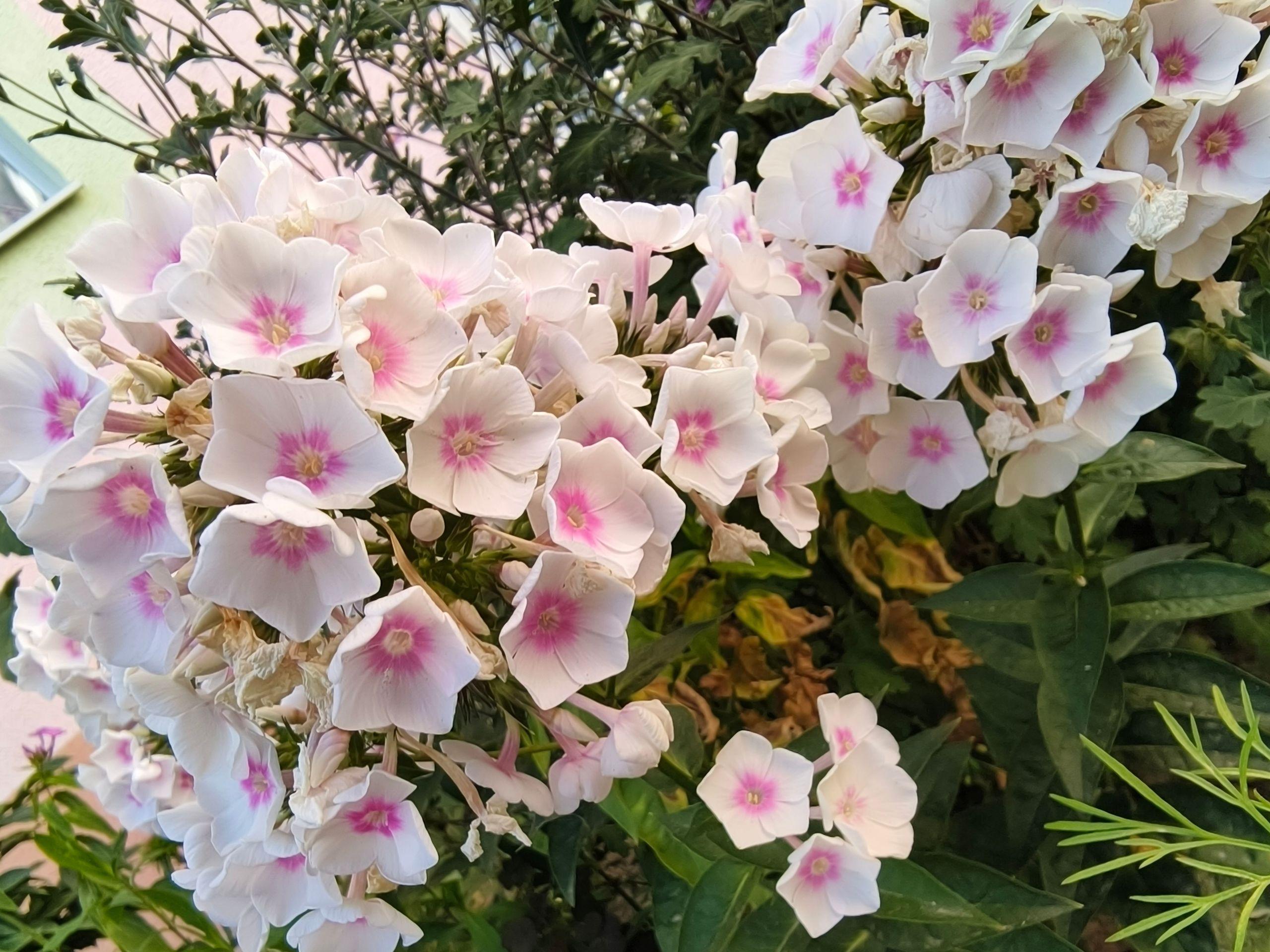 xlarge_image_1752734404562.jpg