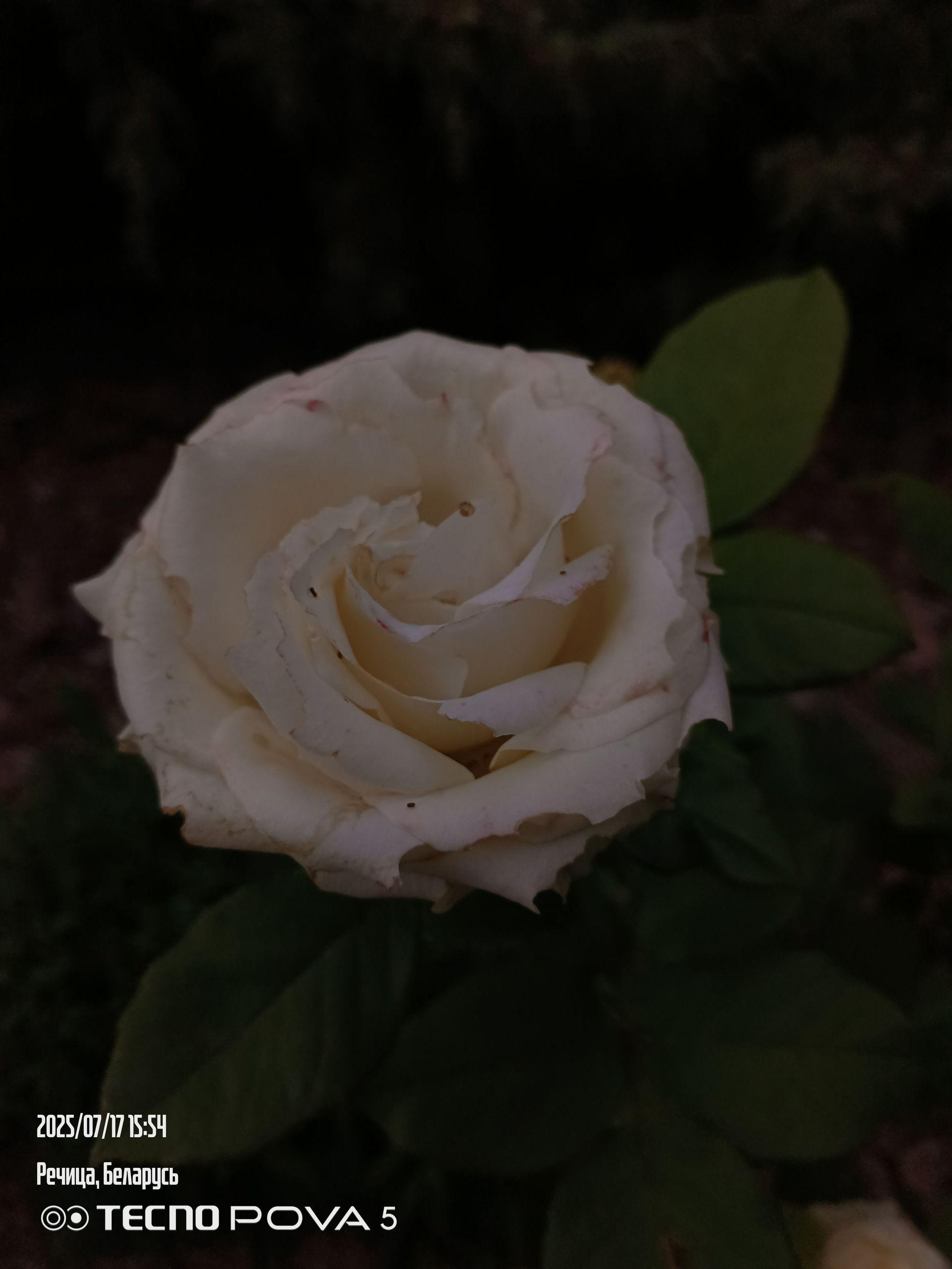 xlarge_image_1752757555562.jpg