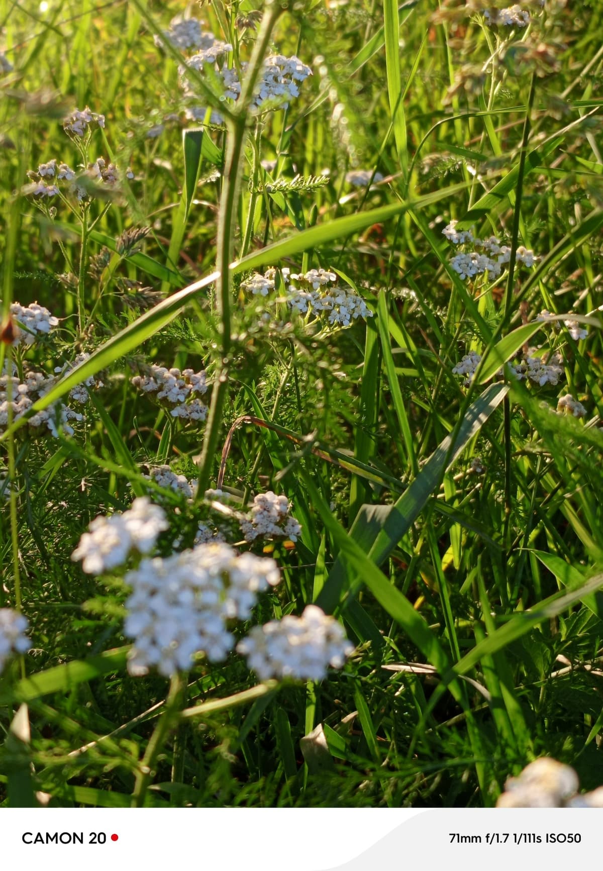 image_1774949883831.jpg