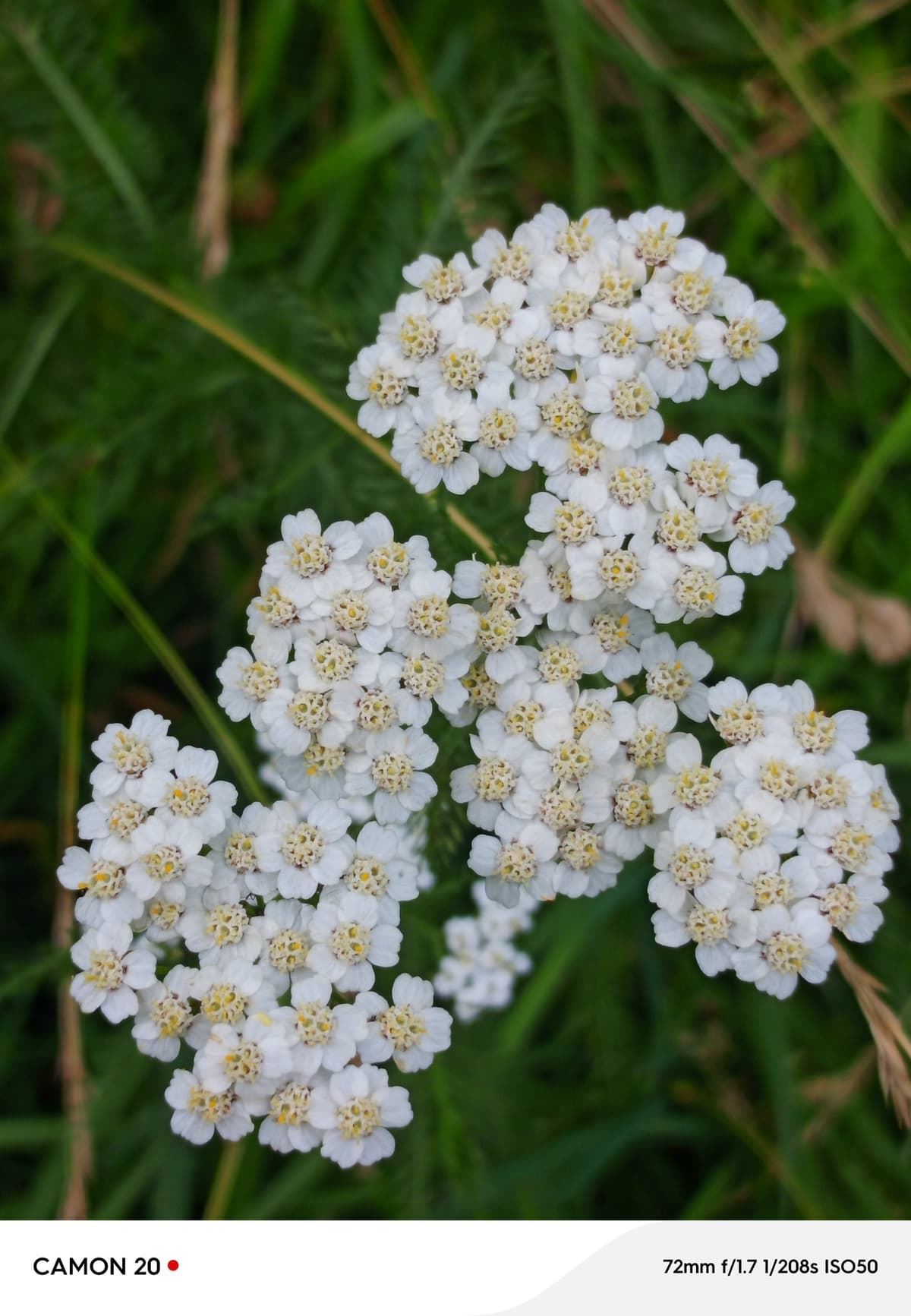 image_1774949887542.jpg