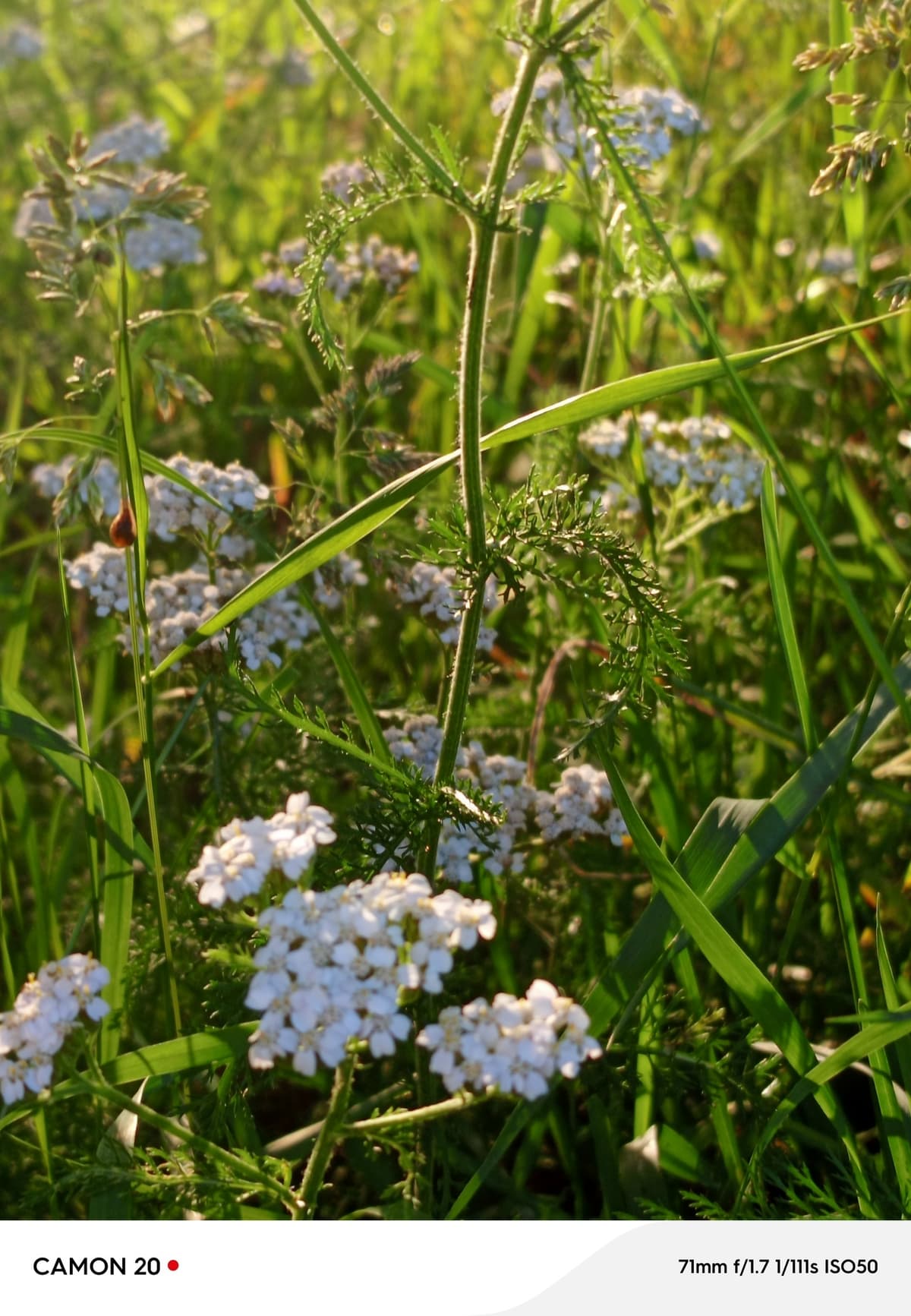 image_1774949896231.jpg