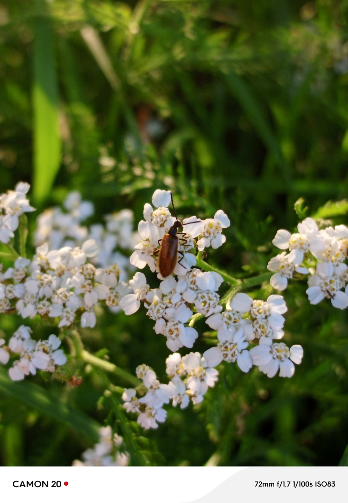 image_1774950105843.jpg