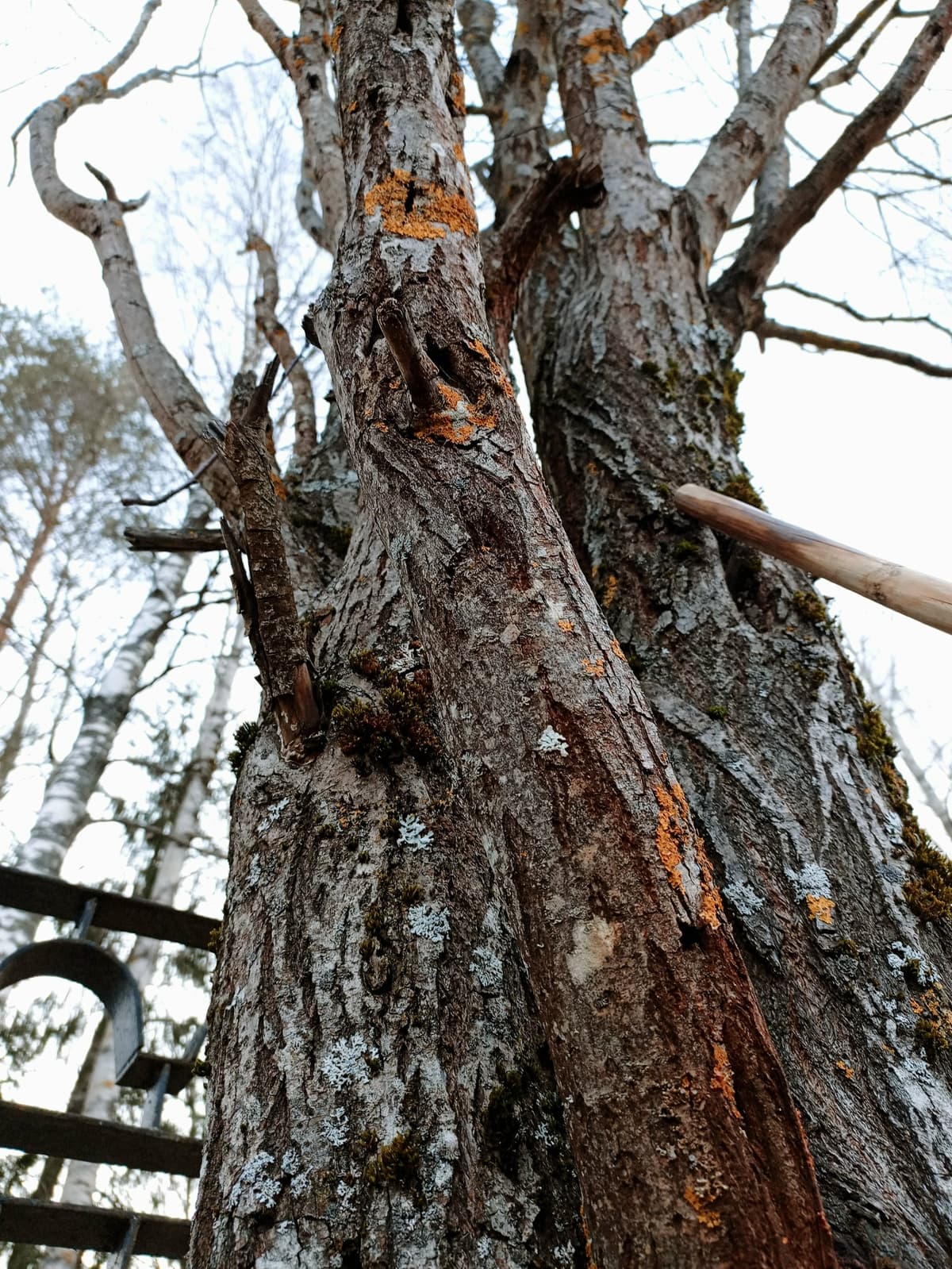 image_1774950306917.jpg