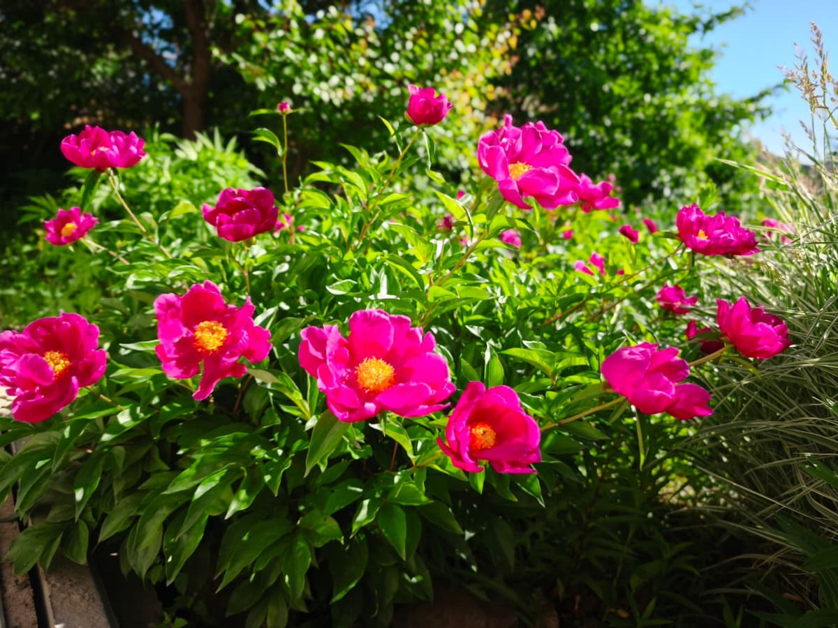 large_image_1780120957909.jpg